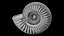 Ammonoid shell with monoschizotomous tripartite ribs