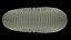 Ammonoid shell with monoschizotomous tripartite ribs