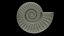 Ammonoid shell with monoschizotomous tripartite ribs