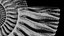 Ammonoid shell with monoschizotomous tripartite ribs