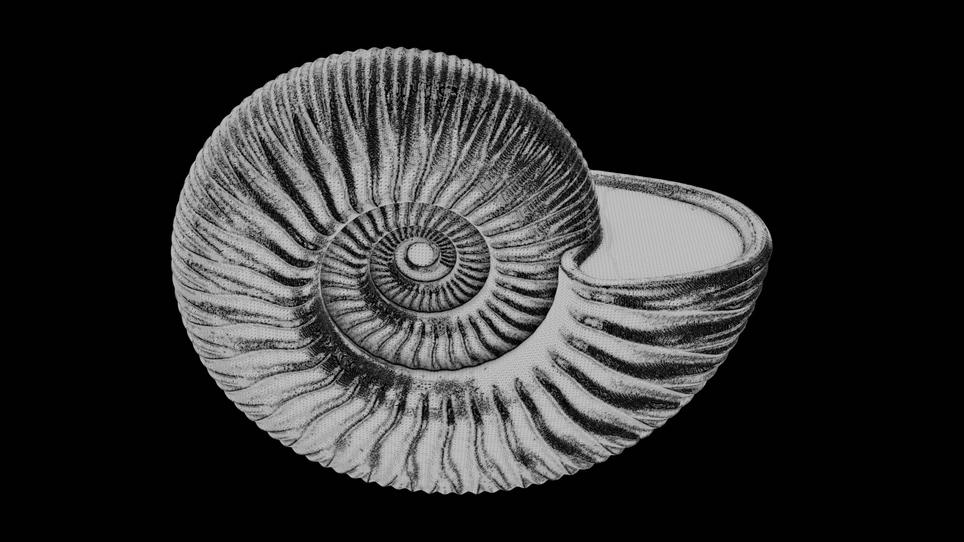 Ammonoid shell with trichotomous ribs 3D model https://p.turbosquid.com/ts-thumb/QB/uj1WPb/jQ/0004/png/1729637990/1920x1080/fit_q87/f1341638abe5557d92f2eea51a0c5eee593250f1/0004.jpg