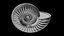Ammonoid shell with monoschizotomous tripartite ribs