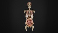 Human Anatomy-External projection of internal organs- side view