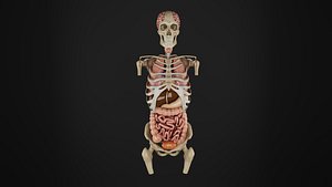 Human Anatomy-External projection of internal organs- side view