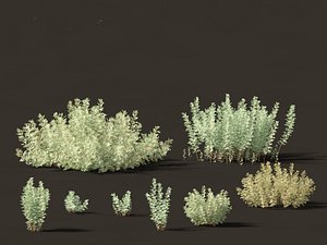 3D Artemisia abrotanum - southern wormwood model