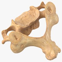 Real Cervical Vertebrae C3 to C6