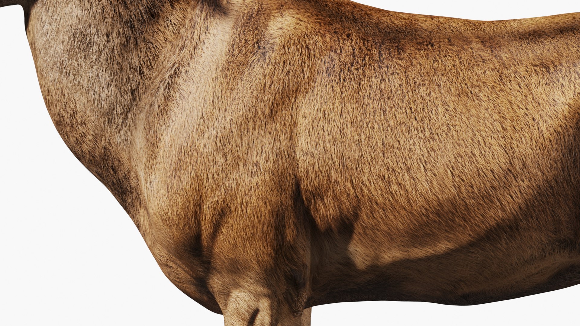 Red Deer Stag Elk Textured VFX MUSCLE SIMULATION 3D model https://p.turbosquid.com/ts-thumb/QC/GlrKyx/8r/100001/jpg/1650971880/1920x1080/fit_q87/712dce8b867c29f5f298acbde0628afcc02945e5/100001.jpg