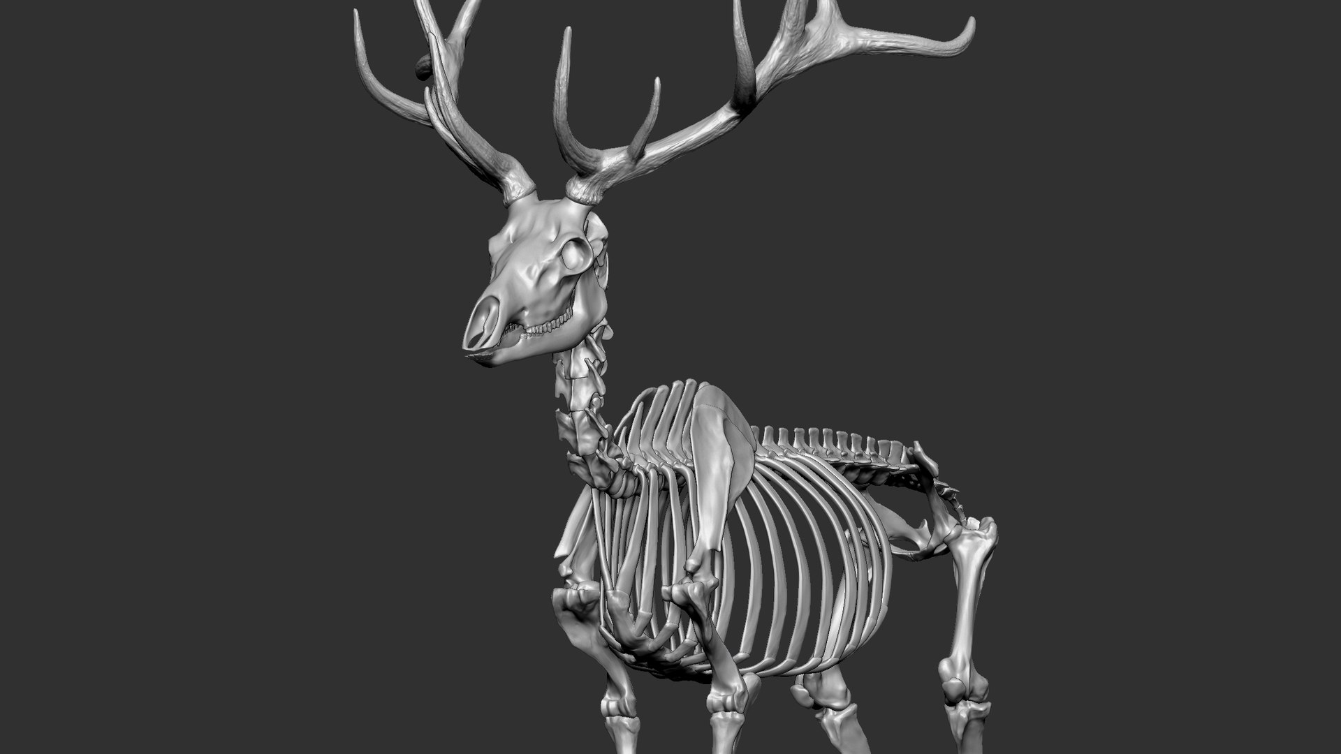 Red Deer Stag Elk Textured VFX MUSCLE SIMULATION 3D model https://p.turbosquid.com/ts-thumb/QC/GlrKyx/B3/s10/jpg/1650971514/1920x1080/fit_q87/fc1f58c3afbf408e84b26439b65d6506e71e0aee/s10.jpg