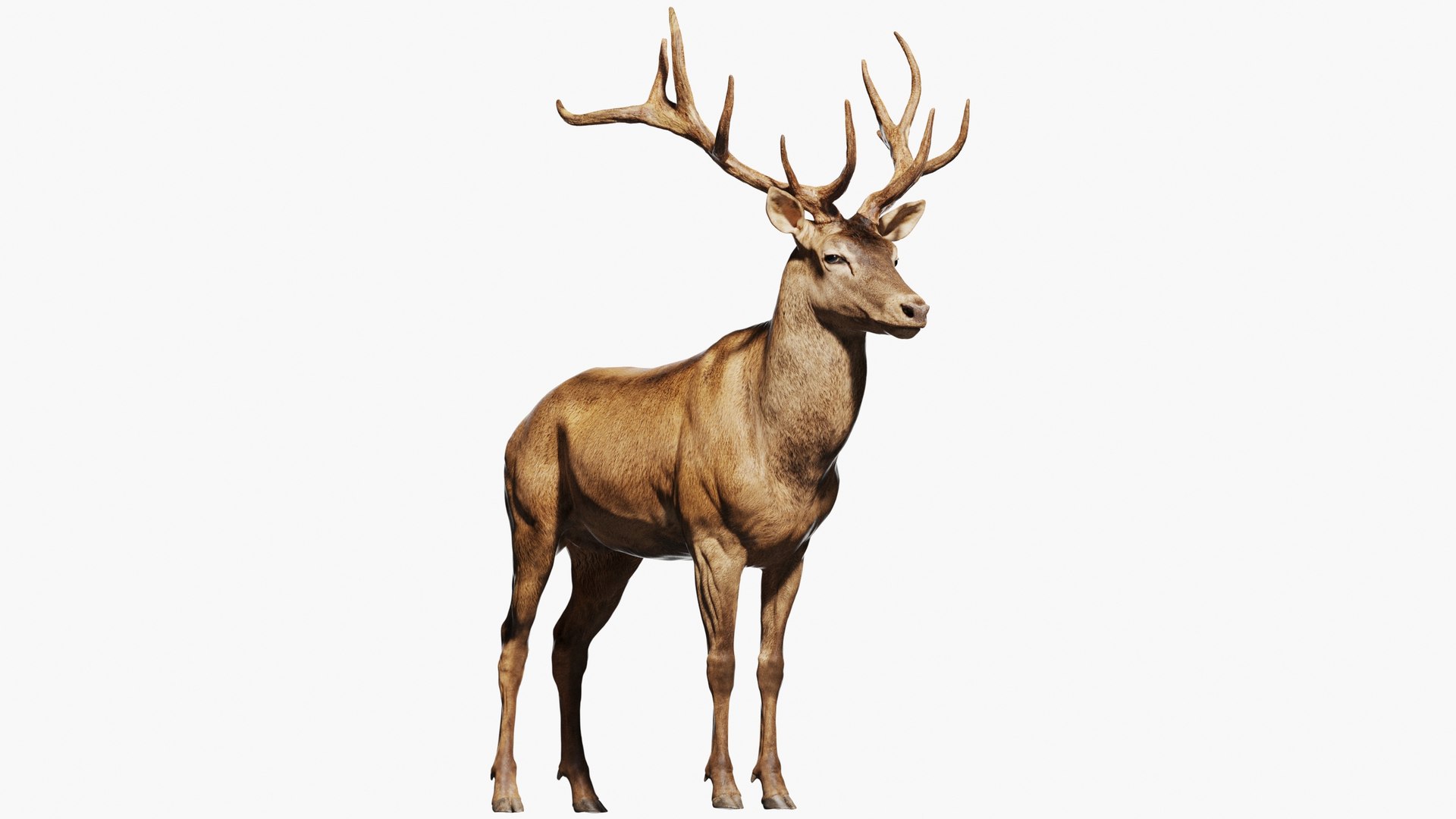 Red Deer Stag Elk Textured VFX MUSCLE SIMULATION 3D model https://p.turbosquid.com/ts-thumb/QC/GlrKyx/Ic/kave/jpg/1650970867/1920x1080/fit_q87/a9b38cdf12852ebd20c500c1dbdc0efd233057b3/kave.jpg