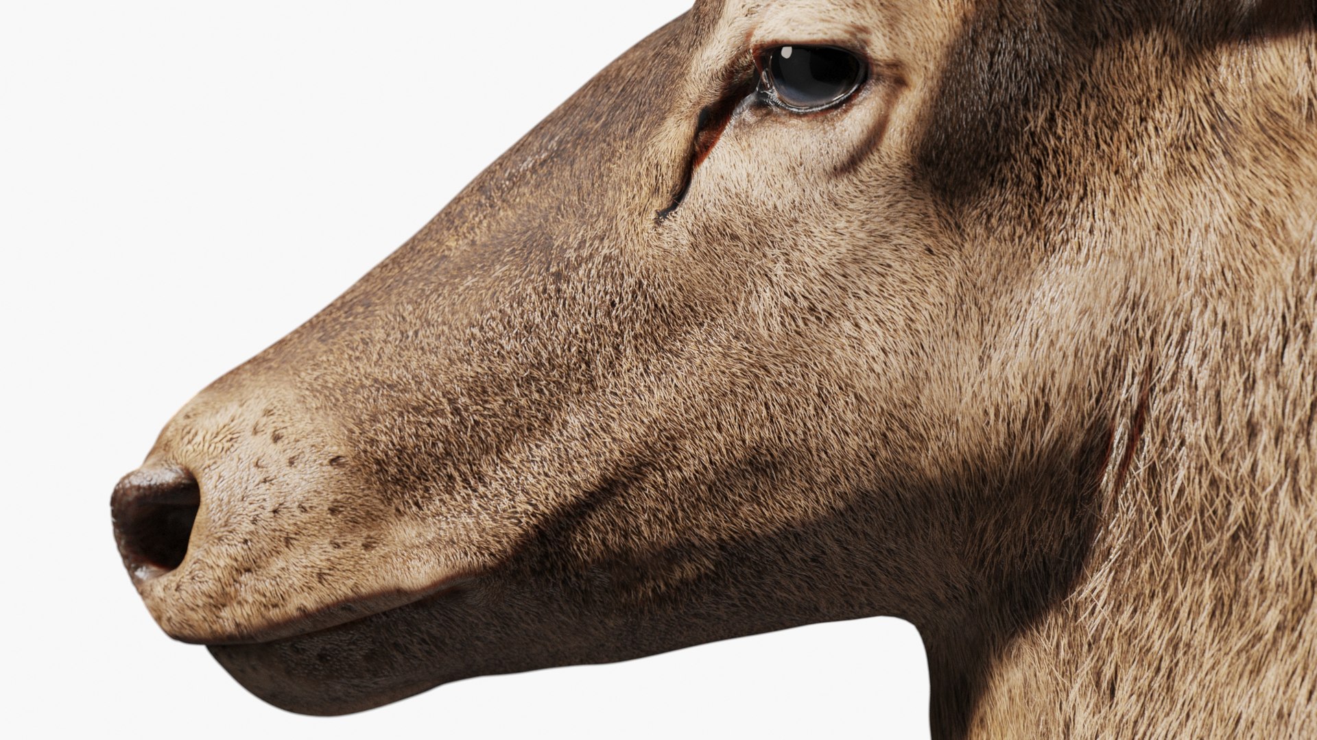 Red Deer Stag Elk Textured VFX MUSCLE SIMULATION 3D model https://p.turbosquid.com/ts-thumb/QC/GlrKyx/KZ/10001/jpg/1650971869/1920x1080/fit_q87/63d0ffa0c6c0baabf282d12dd661869921f0b95b/10001.jpg
