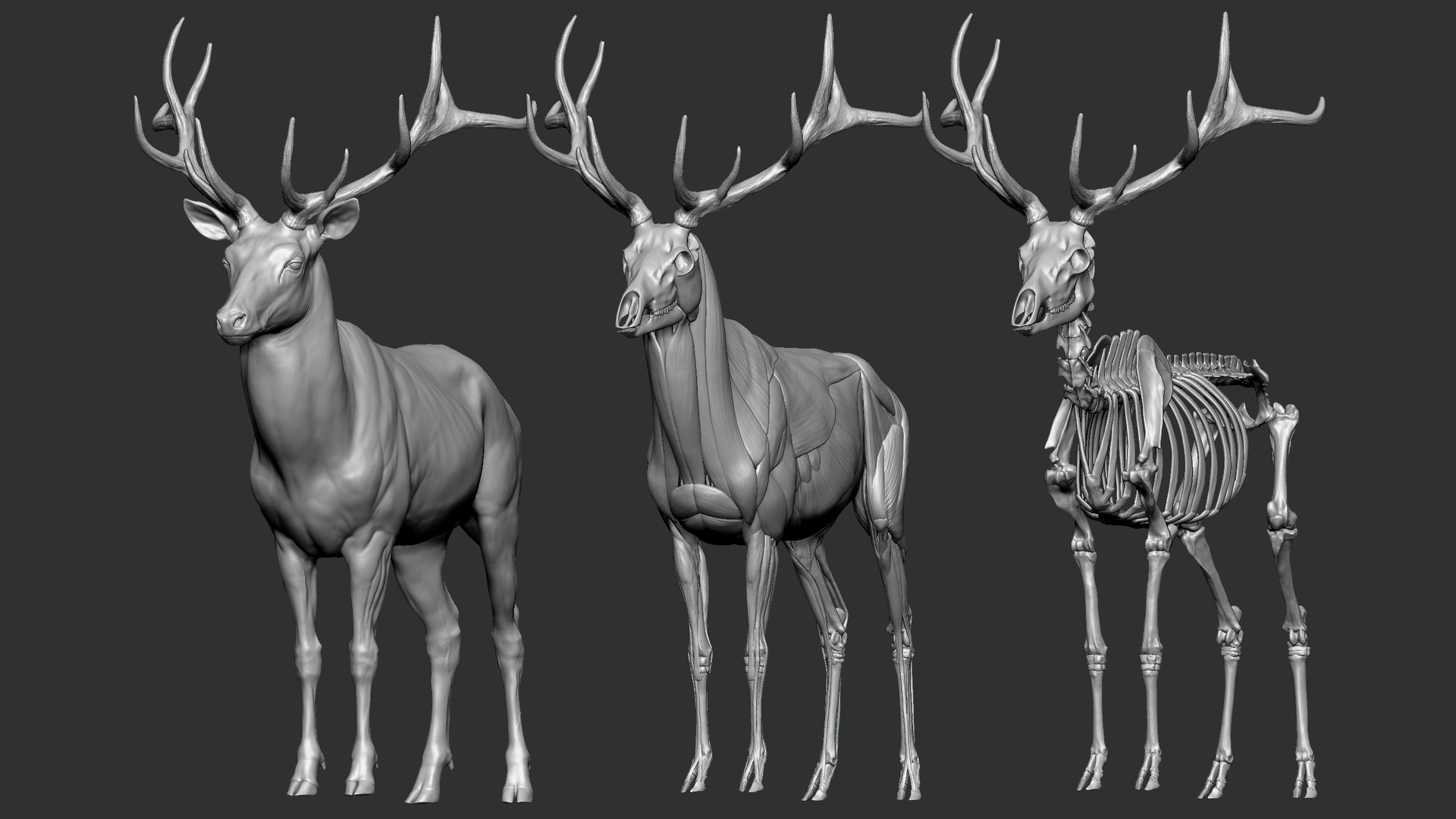 Red Deer Stag Elk Textured VFX MUSCLE SIMULATION 3D model https://p.turbosquid.com/ts-thumb/QC/GlrKyx/P6/s0/jpg/1650971512/1920x1080/fit_q87/fad7afb74dd0eeb872ccf93cbb4e3c24ecbcee4e/s0.jpg