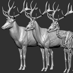 Red Deer Stag Elk Textured VFX MUSCLE SIMULATION 3D model