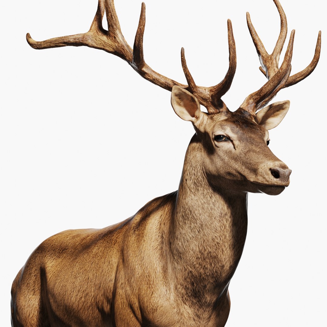 Red Deer Stag Elk Textured VFX MUSCLE SIMULATION 3D model https://p.turbosquid.com/ts-thumb/QC/GlrKyx/UI/b2/jpg/1650971841/1920x1080/fit_q87/1b780a76aa013cff74d43c0f45f8d8c73d742e7b/b2.jpg