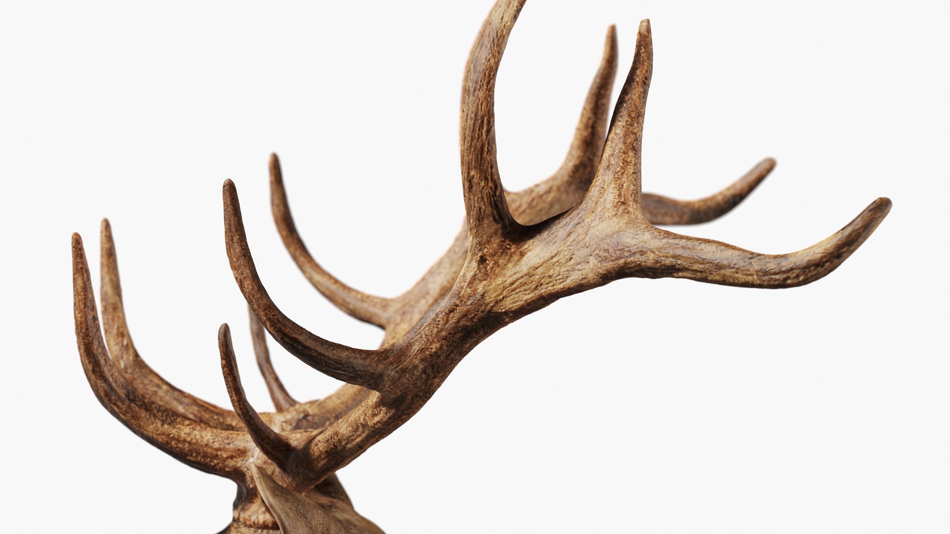 Red Deer Stag Elk Textured VFX MUSCLE SIMULATION 3D model https://p.turbosquid.com/ts-thumb/QC/GlrKyx/Ut/11111/jpg/1650971867/1920x1080/fit_q87/e4e88067a34d4f1044b58ab11d9adb0a892358c2/11111.jpg