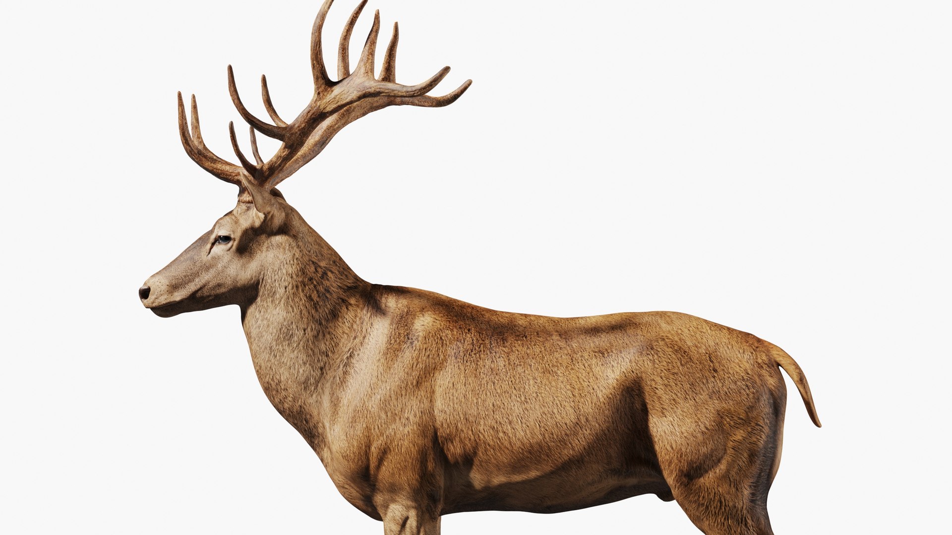 Red Deer Stag Elk Textured VFX MUSCLE SIMULATION 3D model https://p.turbosquid.com/ts-thumb/QC/GlrKyx/ek/10007/jpg/1650971876/1920x1080/fit_q87/3da7f1baf8efaf6403240a33de5366e8819e1978/10007.jpg