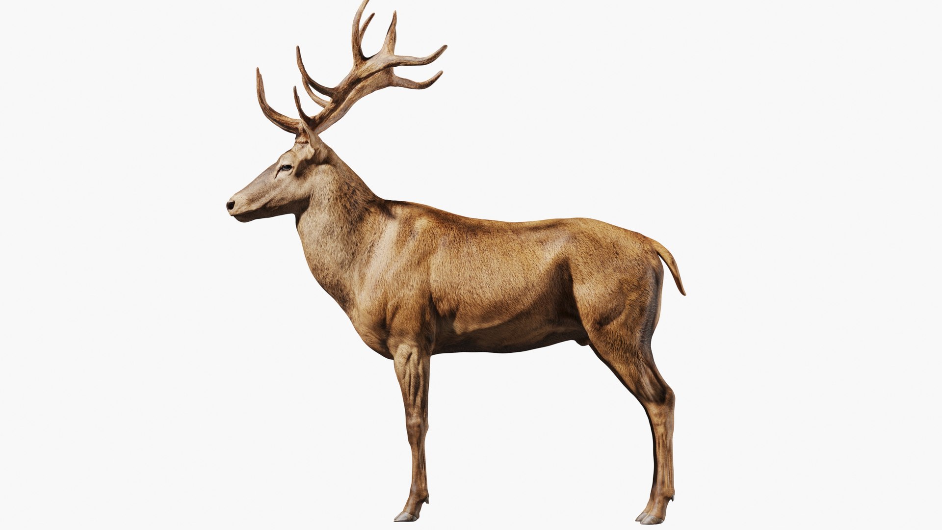 Red Deer Stag Elk Textured VFX MUSCLE SIMULATION 3D model https://p.turbosquid.com/ts-thumb/QC/GlrKyx/gy/aaa1/jpg/1650971882/1920x1080/fit_q87/f8fcec8258098bfa1063b4f8255a3e1ceacf2398/aaa1.jpg