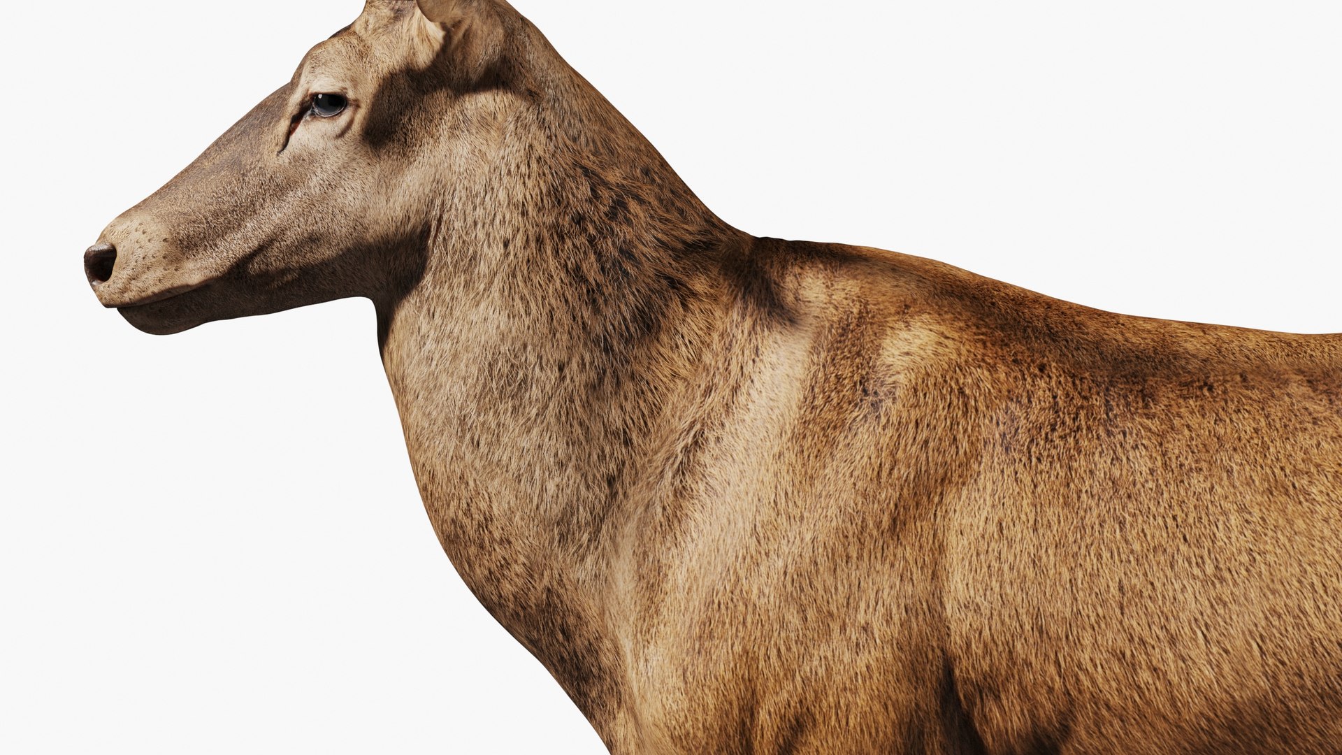 Red Deer Stag Elk Textured VFX MUSCLE SIMULATION 3D model https://p.turbosquid.com/ts-thumb/QC/GlrKyx/ha/10003/jpg/1650971874/1920x1080/fit_q87/2a8466423dd656d209a65c6b1354388091f11e7b/10003.jpg