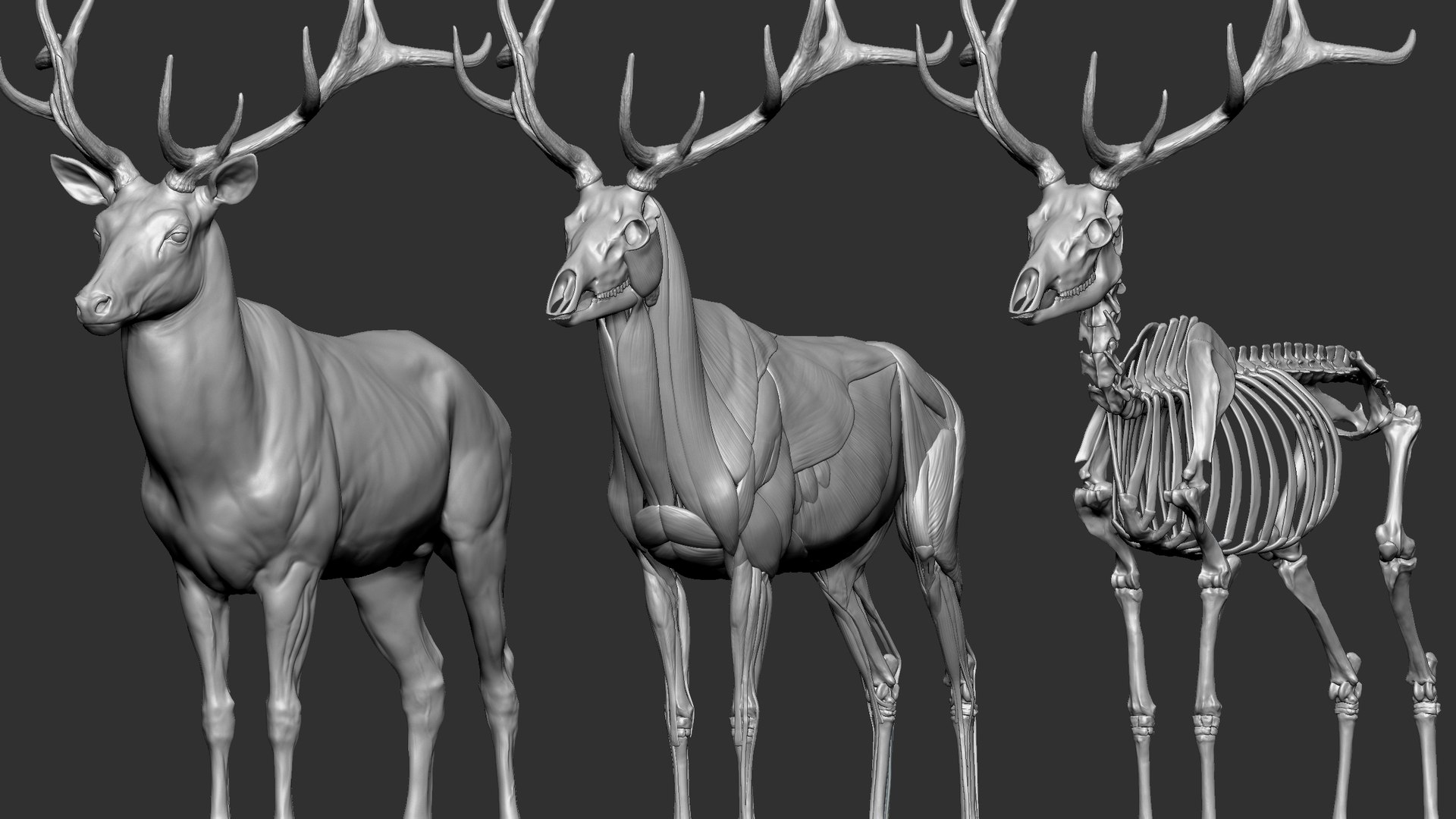 Red Deer Stag Elk Textured VFX MUSCLE SIMULATION 3D model https://p.turbosquid.com/ts-thumb/QC/GlrKyx/hh/s3/jpg/1650971516/1920x1080/fit_q87/151219353d9451626bfdfde45c86d58f24643d2f/s3.jpg