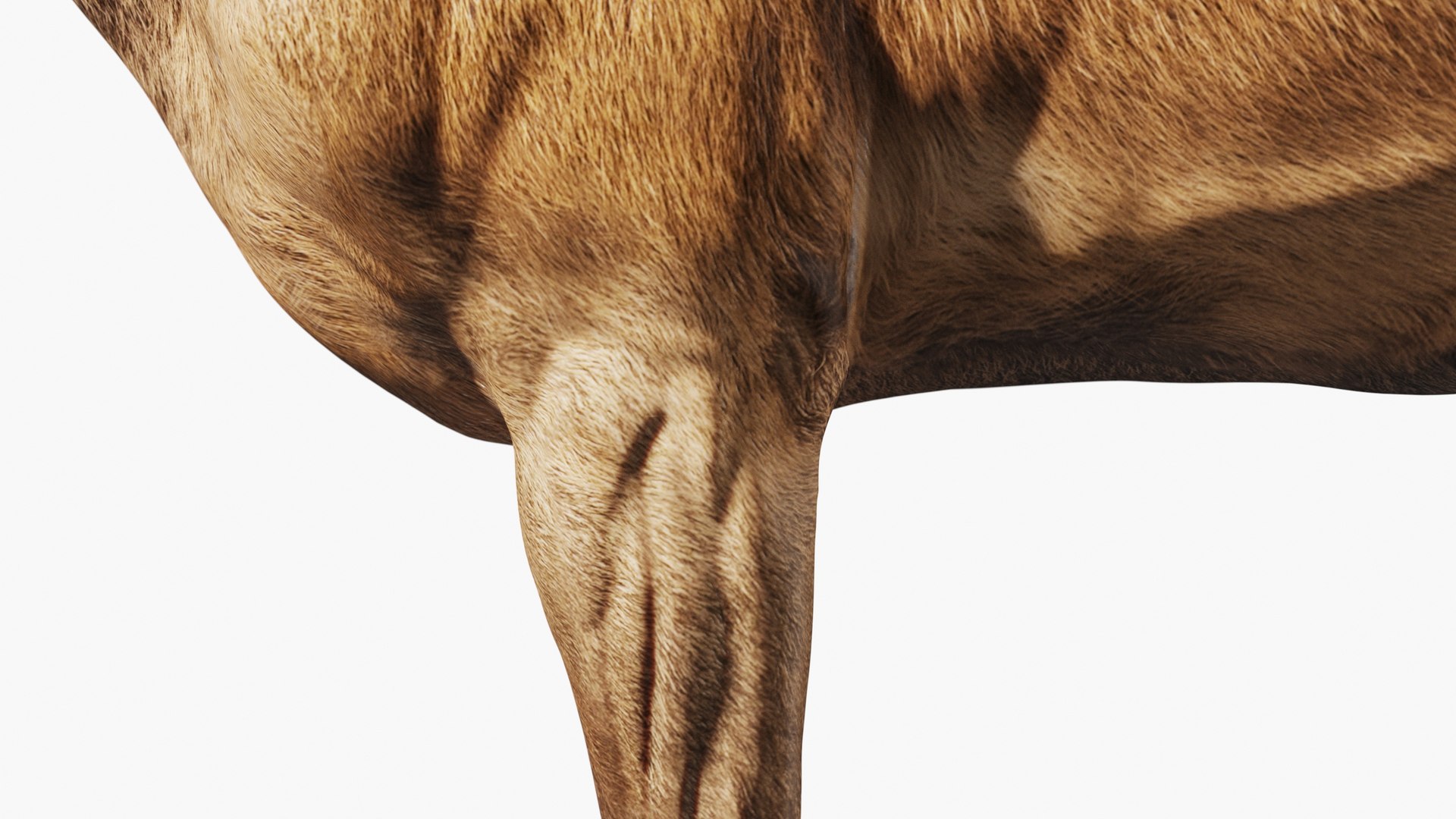 Red Deer Stag Elk Textured VFX MUSCLE SIMULATION 3D model https://p.turbosquid.com/ts-thumb/QC/GlrKyx/rg/100031/jpg/1650971881/1920x1080/fit_q87/c248e5bb991be0ca2188f8682606c91e9d50a7ee/100031.jpg