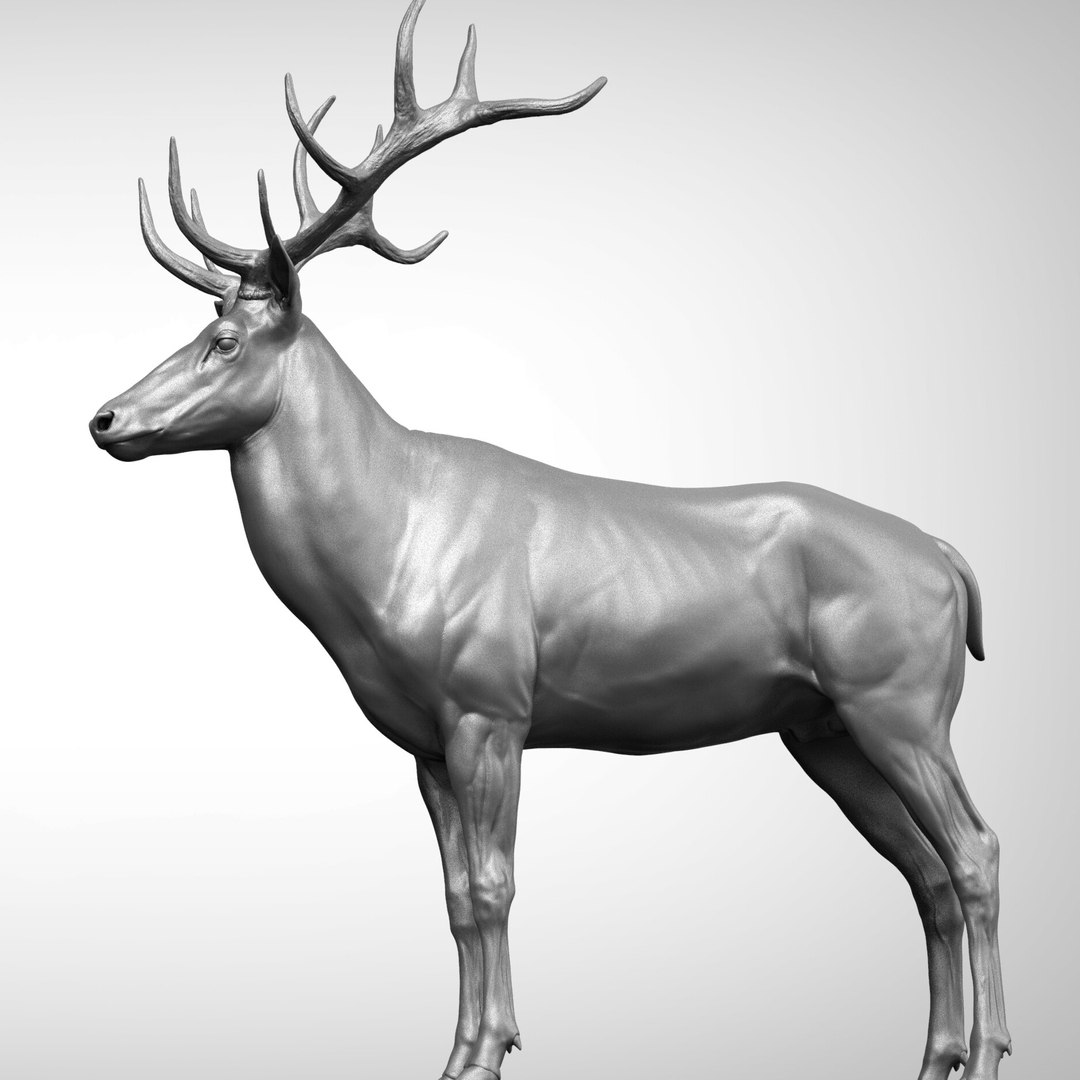 Red Deer Stag Elk Textured VFX MUSCLE SIMULATION 3D model https://p.turbosquid.com/ts-thumb/QC/GlrKyx/wd/1_/jpg/1650971999/1920x1080/fit_q87/893991c375a521aaee2eb1f56285aa62ab6e199a/1_.jpg