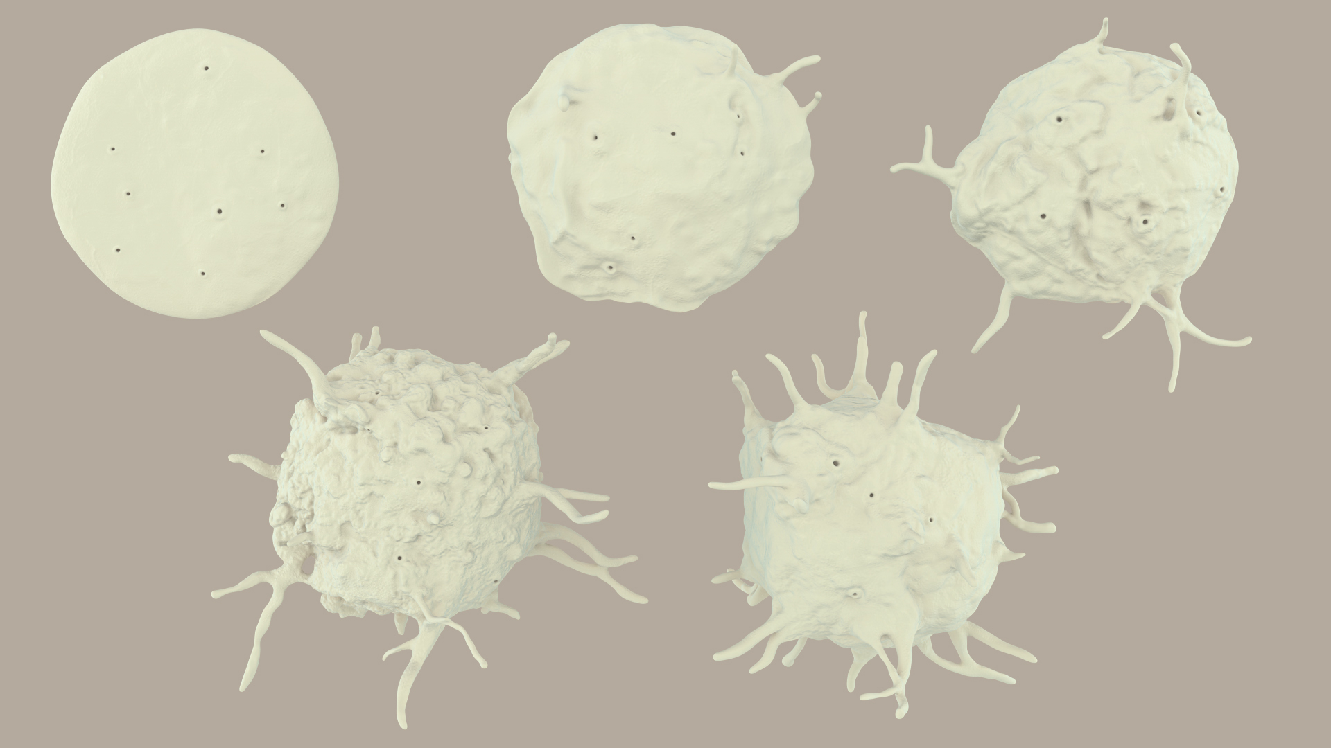 blood cells 3D model https://p.turbosquid.com/ts-thumb/QC/HzHQjL/kuud33Dt/platelets/jpg/1588237970/1920x1080/turn_fit_q99/c599c7740930ddfe1d22f17697e55252df8520ba/platelets-1.jpg