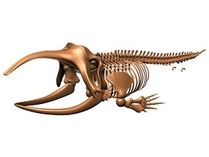 skeleton greenland whale animal skull 3d model