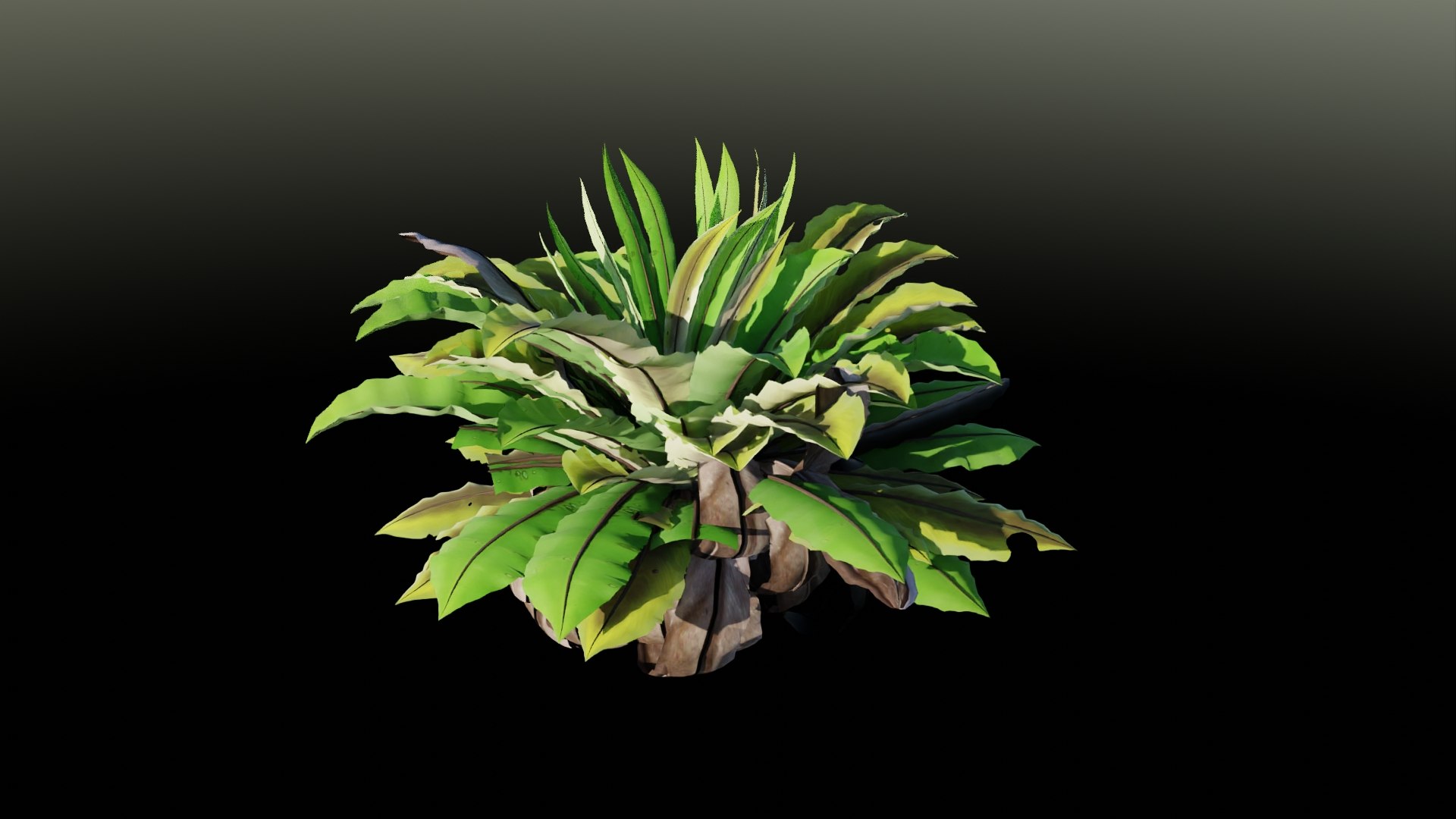 3D Asplenium Plant Model - TurboSquid 2023680