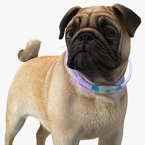 3D Pug Dog Wearing LED Collar Fur