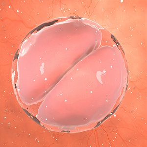 3D model cell stage embryo