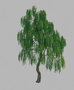 forest - birch tree 3D