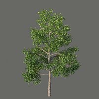 XfrogPlants Pigeonplum - Coccoloba Diversifolia