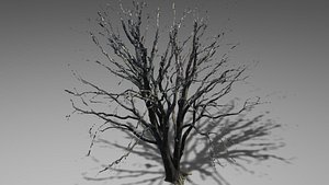 3D model dry tree
