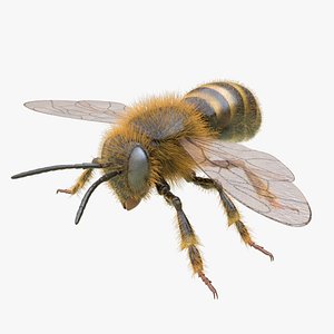 Honey Bee (FUR)