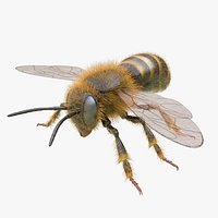 Honey Bee (FUR)