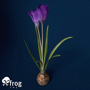 XfrogPlants Crocus