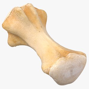 Kangaroo Red Necked Wallaby Caudal Vertebrae Cd9