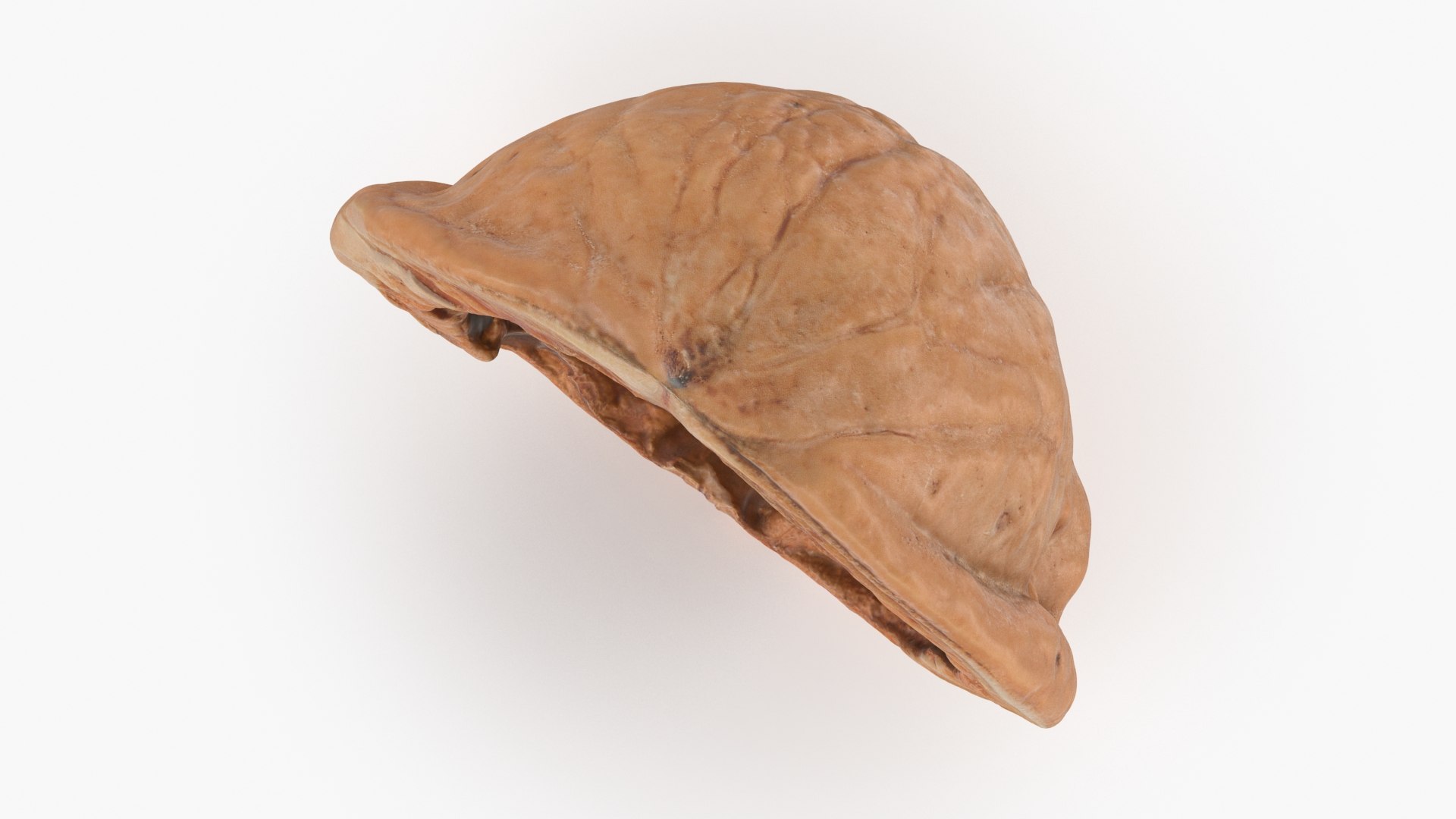 Empty Walnut Shell 3D model - TurboSquid 1973749
