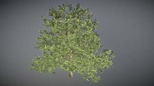 Quercus Rubra Tree Northern Red Oak 3D model