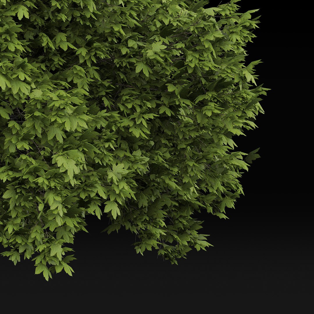 3d maple tree