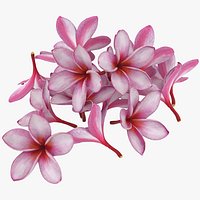 Pile Pink Plumeria