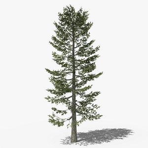 Pine v4 3D model