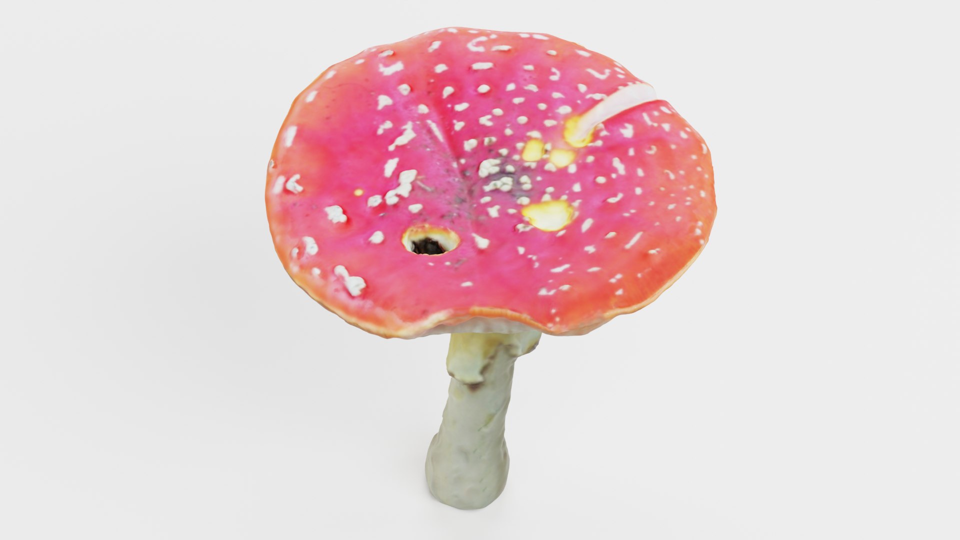 3D Amanita Muscaria - 02 https://p.turbosquid.com/ts-thumb/QD/Yh54W0/5A/amanita02f/png/1728907746/1920x1080/fit_q87/440c196d334dffae8e93482a583031608abae58c/amanita02f.jpg