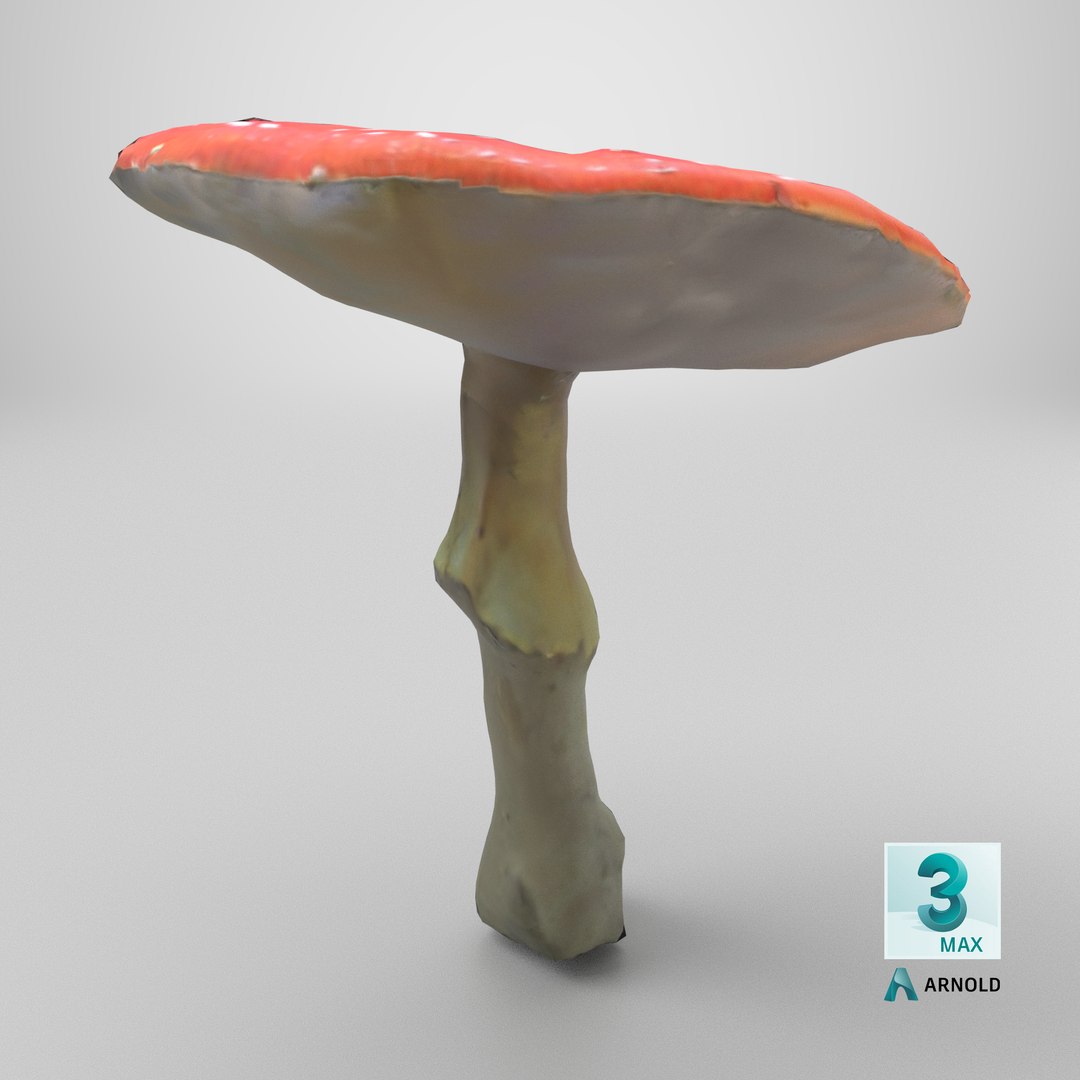 3D Amanita Muscaria - 02 https://p.turbosquid.com/ts-thumb/QD/Yh54W0/Hp/stemcell_max_arnold_render/png/1730395407/1920x1080/fit_q87/aedba661c29dcacff4fd7e38cabd06dfbbf9779e/stemcell_max_arnold_render.jpg