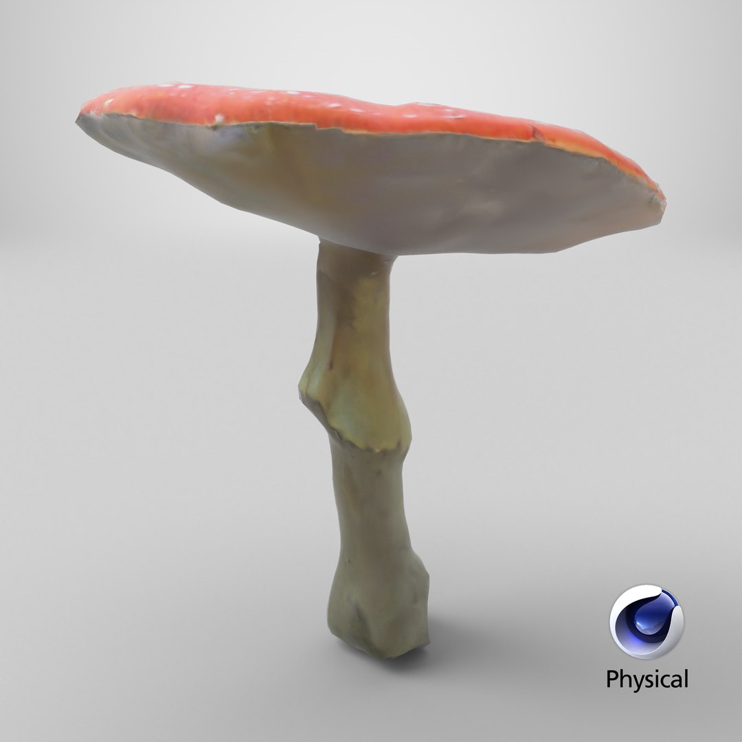 3D Amanita Muscaria - 02 https://p.turbosquid.com/ts-thumb/QD/Yh54W0/cD/stemcell_cinema_4d_physical_render/png/1730395404/1920x1080/fit_q87/148b14e0ce6c335c7a1ad077cba36595f2f8dc7a/stemcell_cinema_4d_physical_render.jpg