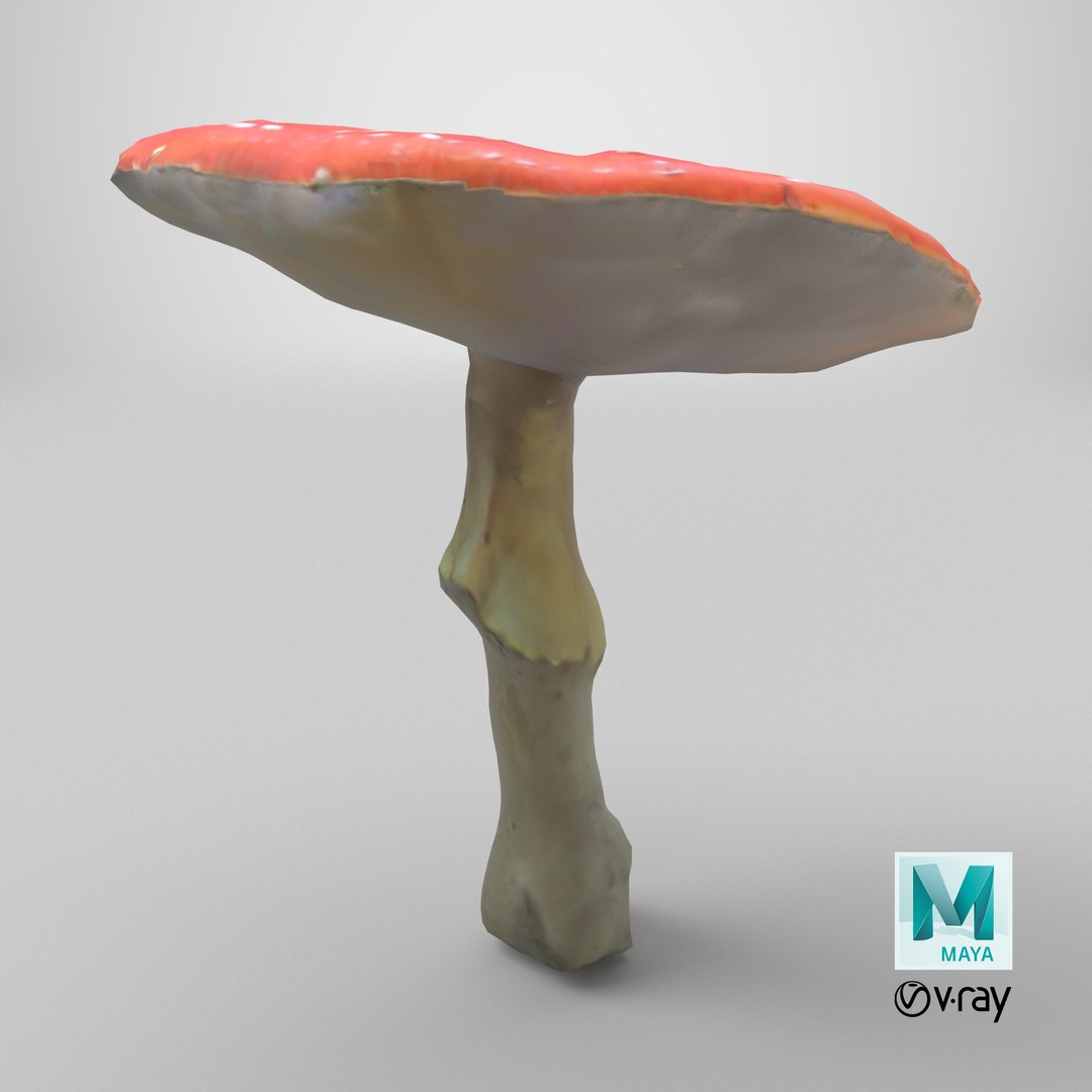 3D Amanita Muscaria - 02 https://p.turbosquid.com/ts-thumb/QD/Yh54W0/kp/stemcell_maya_vray_render/png/1730395399/1920x1080/fit_q87/df7ecf467ac78e9d496a41d79154a6211d5b4cce/stemcell_maya_vray_render.jpg
