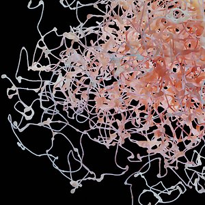 Rosehip Neuron