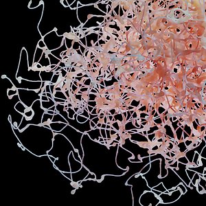Rosehip Neuron