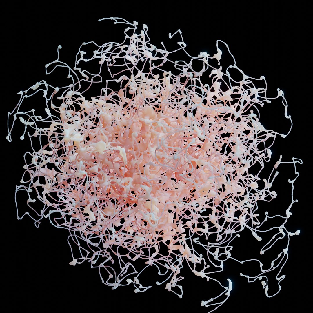 Neuron Rosehip 3D Model - TurboSquid 1672773