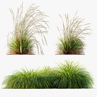 AV Calamagrostis Acutiflora Karl Foerster and Carex Elata Aurea Grasses