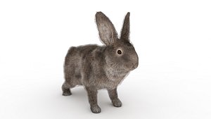 3D Rabbit